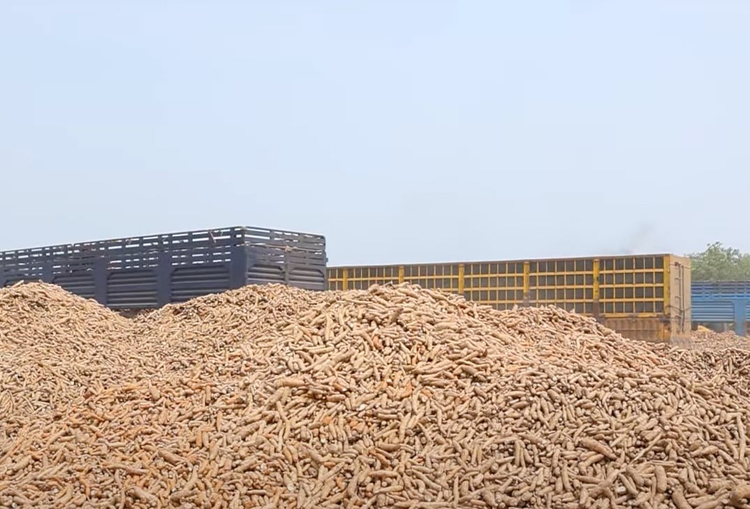 The price of cassava may increase in the coming time. Photo: Son Trang.