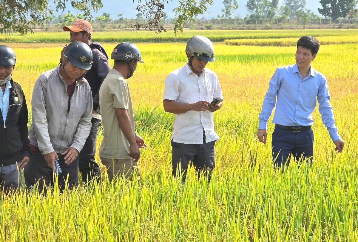 Giống lúa thuần LH12 cho năng suất 8 tấn tươi/ha. Ảnh: Tuấn Anh. Giống lúa thuần LH12 cho năng suất 8 tấn tươi/ha. Ảnh: Tuấn Anh.