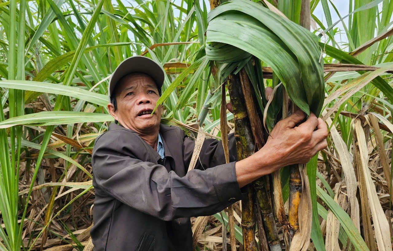 Tỉnh Phú Yên sẽ triển khai dự án hỗ trợ phát triển sản xuất trong lĩnh vực nông nghiệp để giảm nghèo. Ảnh: KS. Tỉnh Phú Yên sẽ triển khai dự án hỗ trợ phát triển sản xuất trong lĩnh vực nông nghiệp để giảm nghèo. Ảnh: KS.
