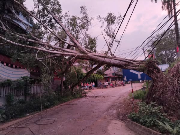 Nhiều nhà dân bị cây đổ làm ảnh hưởng thiệt hại. Ảnh: Người dân cung cấp. 