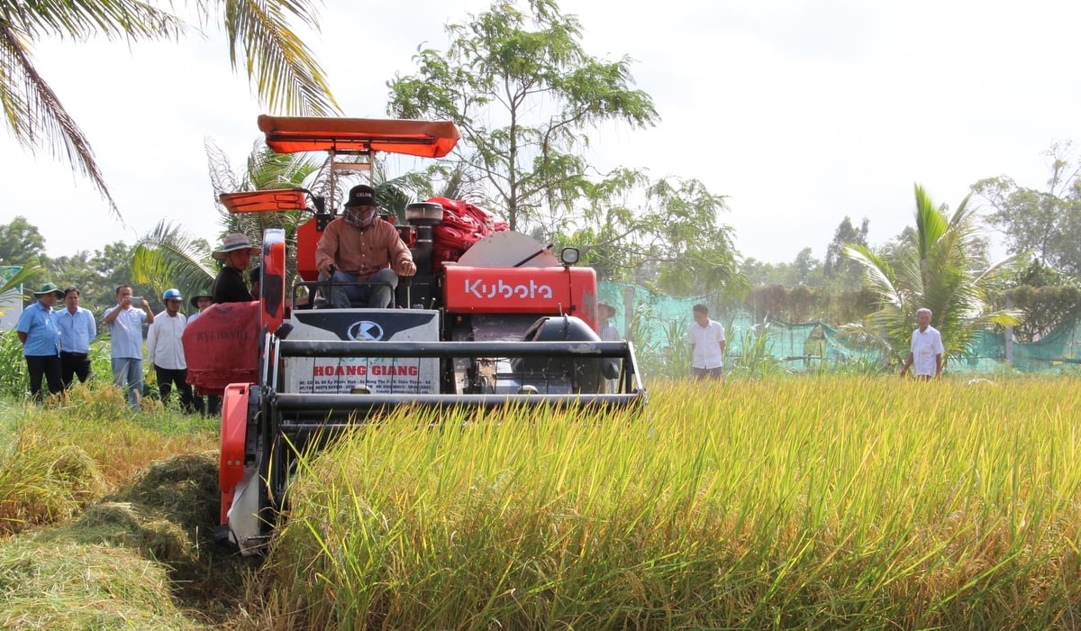Theo Sở Nông nghiệp và Môi trường Trà Vinh, hiện nay diện tích thu hoạch lúa bằng máy gặt đập liên hợp trên địa bàn tỉnh đạt 98%. Ảnh: Lê Hùng. Theo Sở Nông nghiệp và Môi trường Trà Vinh, hiện nay diện tích thu hoạch lúa bằng máy gặt đập liên hợp trên địa bàn tỉnh đạt 98%. Ảnh: Lê Hùng.