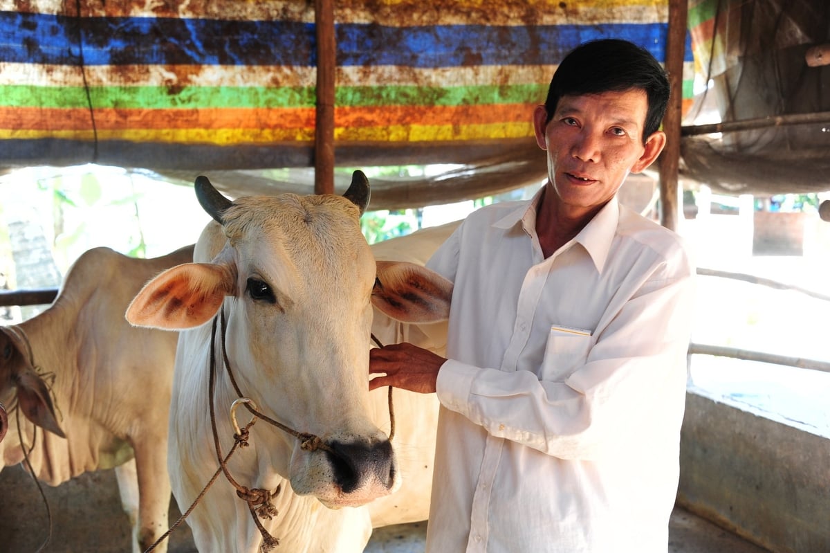 Ngành Chăn nuôi, Thú y và Thủy sản An Giang đặt mục tiêu đến giữa năm 2025, tối thiểu 80% đàn vật nuôi được tiêm vacxin phòng các dịch bệnh nguy hiểm. Ảnh: Lê Hoàng Vũ. Ngành Chăn nuôi, Thú y và Thủy sản An Giang đặt mục tiêu đến giữa năm 2025, tối thiểu 80% đàn vật nuôi được tiêm vacxin phòng các dịch bệnh nguy hiểm. Ảnh: Lê Hoàng Vũ.
