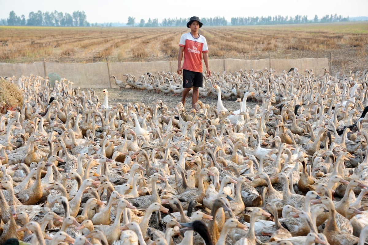 Việc tiêm phòng vacxin không chỉ giúp bảo vệ sức khỏe đàn vật nuôi mà còn là tiêu chí quan trọng trong xây dựng vùng chăn nuôi an toàn dịch bệnh. Ảnh: Lê Hoàng Vũ. Việc tiêm phòng vacxin không chỉ giúp bảo vệ sức khỏe đàn vật nuôi mà còn là tiêu chí quan trọng trong xây dựng vùng chăn nuôi an toàn dịch bệnh. Ảnh: Lê Hoàng Vũ.
