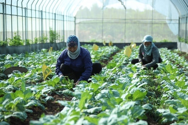 Substantial and effective support for small, micro and household businesses. Photo: VAN.