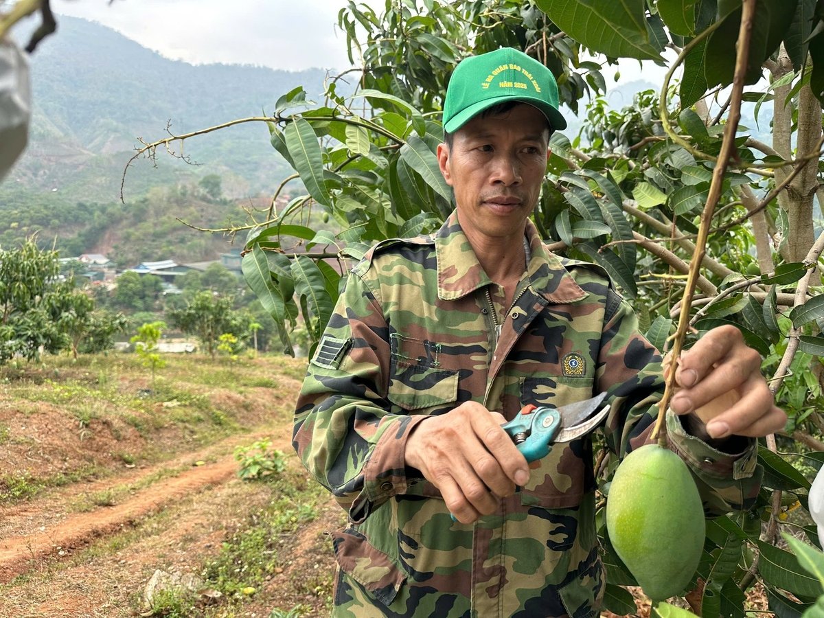 Anh Lê Quốc Nam - một trong những nông dân tiên phong đưa cây ăn quả lên đất dốc ở xã Tú Nang. Ảnh: Đức Bình. Anh Lê Quốc Nam - một trong những nông dân tiên phong đưa cây ăn quả lên đất dốc ở xã Tú Nang. Ảnh: Đức Bình.