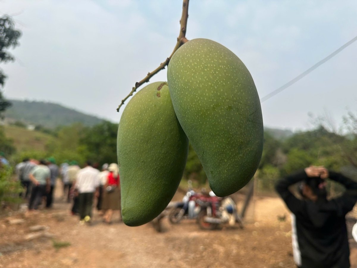 Nhờ cây xoài, cuộc sống của bà con Tú Nang giờ đây đã có nhiều khởi sắc. Ảnh: Đức Bình. Nhờ cây xoài, cuộc sống của bà con Tú Nang giờ đây đã có nhiều khởi sắc. Ảnh: Đức Bình.