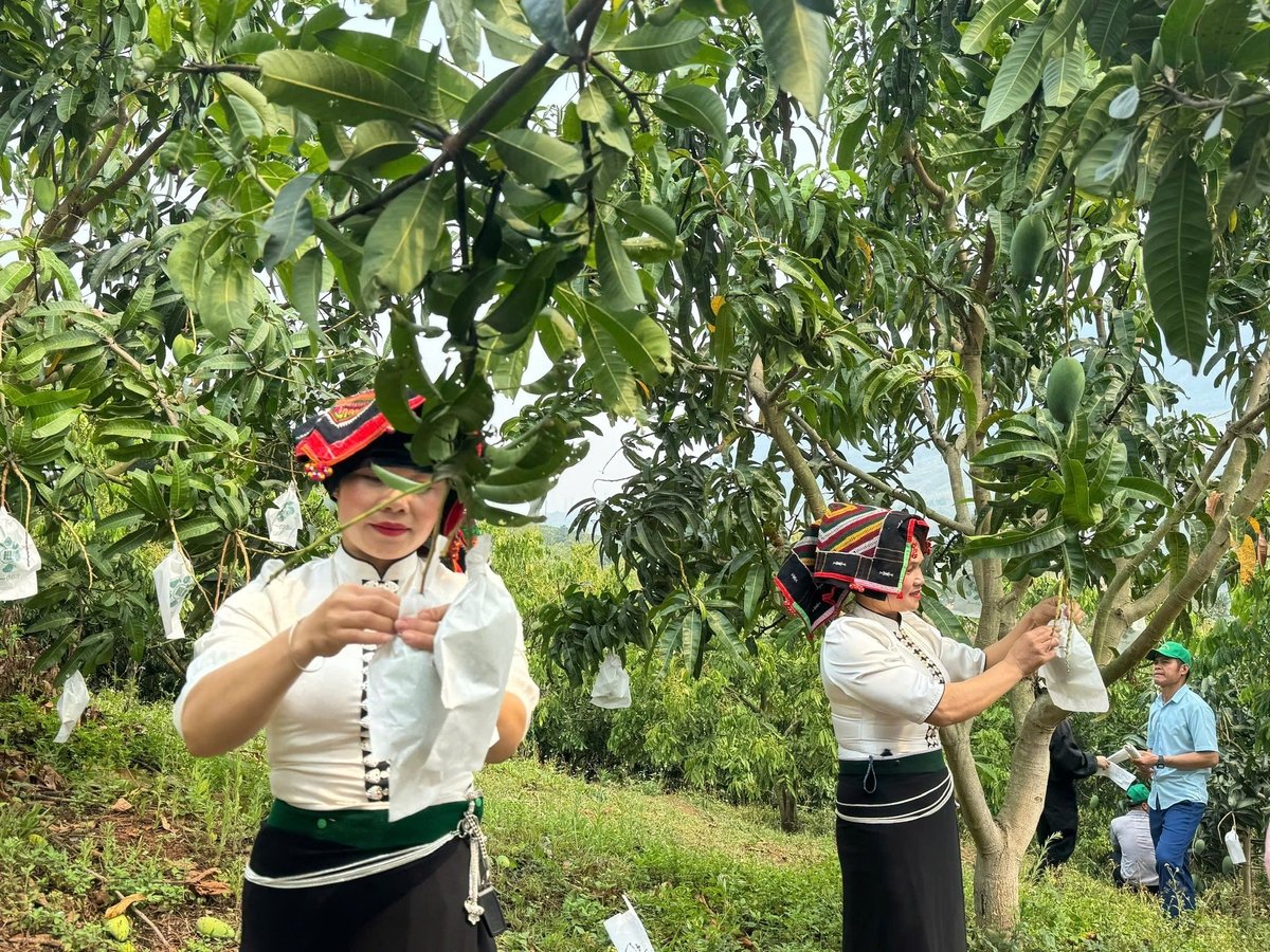 Từ vùng đất dốc bạc màu, Yên Châu đã chuyển mình thành 'thủ phủ' xoài của Sơn La. Ảnh: Đức Bình. Từ vùng đất dốc bạc màu, Yên Châu đã chuyển mình thành 'thủ phủ' xoài của Sơn La. Ảnh: Đức Bình.