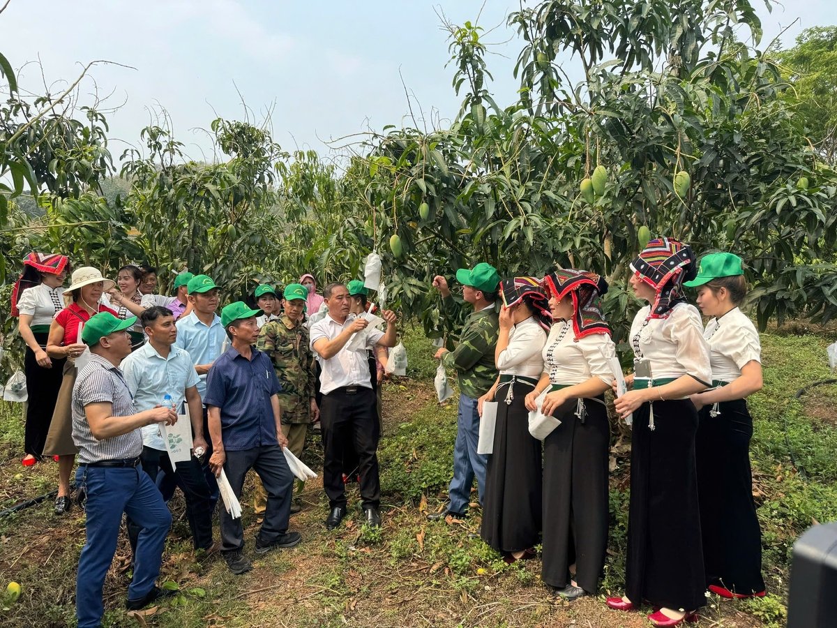 Chi cục Trồng trọt và Bảo vệ thực vật Sơn La cùng cán bộ Phòng Nông nghiệp và Môi trường huyện Yên Châu hướng dẫn bà con bao trái xoài phục vụ xuất khẩu năm 2025. Ảnh: Đức Bình. Chi cục Trồng trọt và Bảo vệ thực vật Sơn La cùng cán bộ Phòng Nông nghiệp và Môi trường huyện Yên Châu hướng dẫn bà con bao trái xoài phục vụ xuất khẩu năm 2025. Ảnh: Đức Bình.