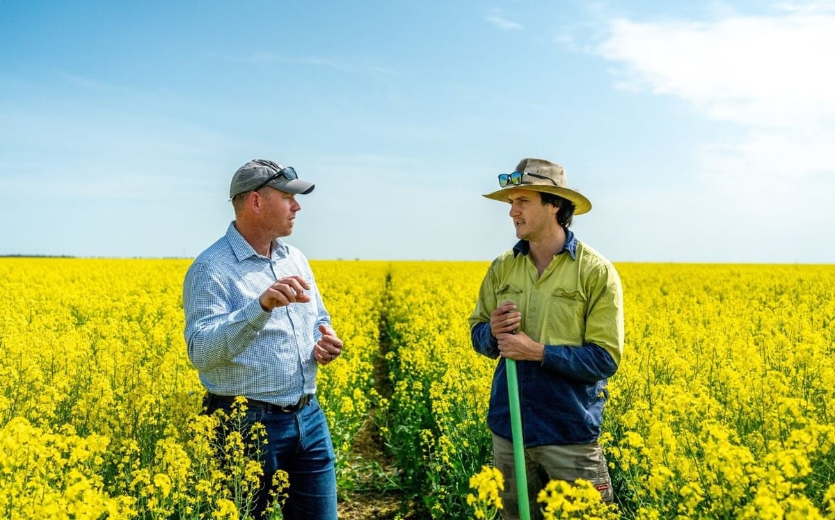 Nông dân tiểu bang Victoria bên cánh đồng trồng canola. Ảnh: Foodbev.