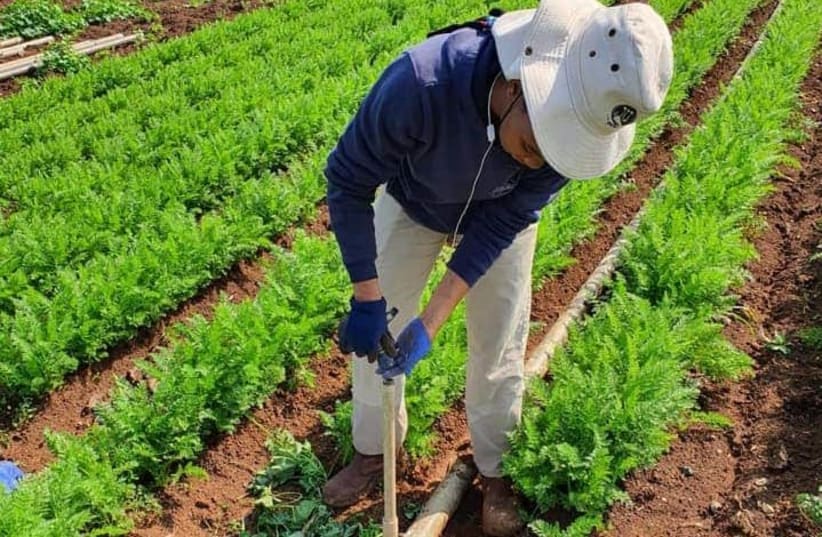 Dù thời tiết không thuận lợi, Israel vẫn phát triển nông nghiệp mạnh mẽ nhờ công nghệ. Ảnh: Jpost.
