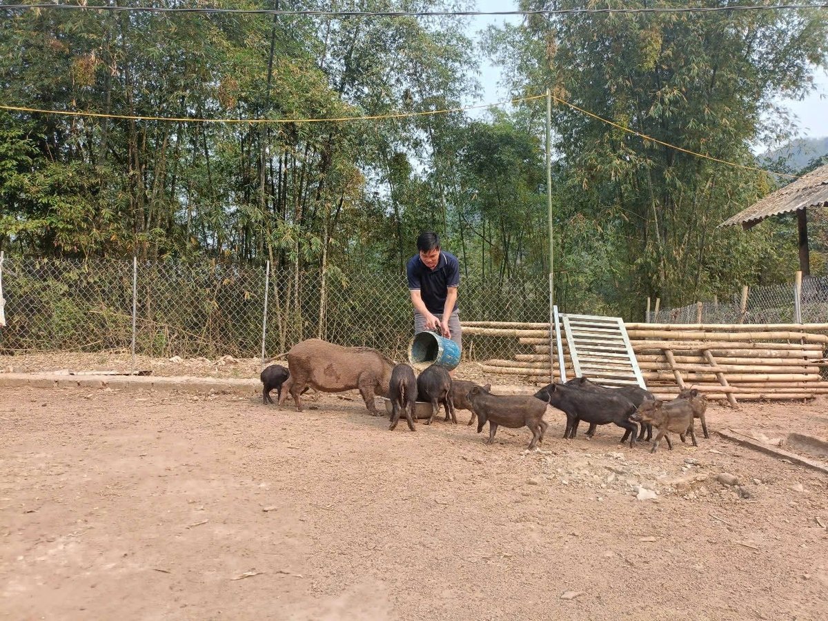 Nuôi lợn lòi, anh Tuyệt mong muốn người dân nhìn vào mô hình anh làm để học hỏi, mạnh dạn chăn nuôi phát triển kinh tế. Ảnh: Thanh Tâm Nuôi lợn lòi, anh Tuyệt mong muốn người dân nhìn vào mô hình anh làm để học hỏi, mạnh dạn chăn nuôi phát triển kinh tế. Ảnh: Thanh Tâm