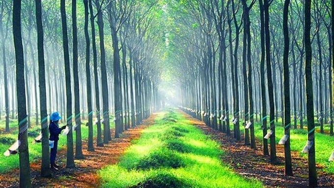 Latest rubber prices on May 6 globally and domestically