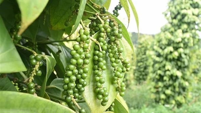 Latest pepper prices on May 6, 2025 domestically and globally