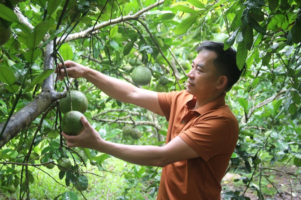 Vườn cây ăn quả tươi tốt của người dân Thái Nguyên. Ảnh: Phạm Hiếu. Vườn cây ăn quả tươi tốt của người dân Thái Nguyên. Ảnh: Phạm Hiếu.