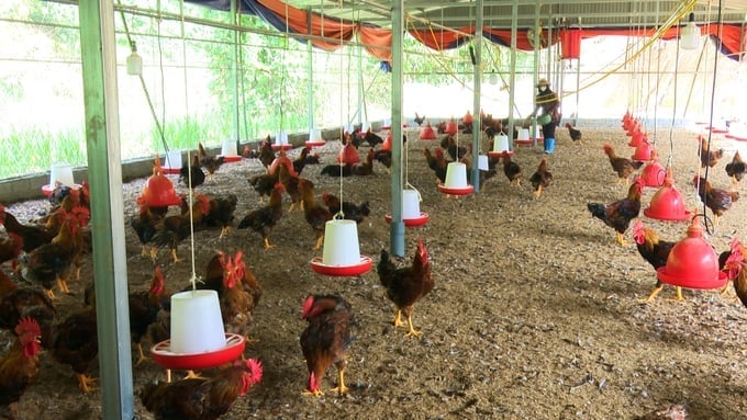 Sai phạm tại dự án hỗ trợ nuôi gà do Hợp tác xã Nhung Lũy thực hiện khiến Giám đốc Hợp tác xã Nhung Lũy và 2 lãnh đạo UBND xã Yến Dương bị khởi tố. Ảnh: Sơn Lâm. Sai phạm tại dự án hỗ trợ nuôi gà do Hợp tác xã Nhung Lũy thực hiện khiến Giám đốc Hợp tác xã Nhung Lũy và 2 lãnh đạo UBND xã Yến Dương bị khởi tố. Ảnh: Sơn Lâm.
