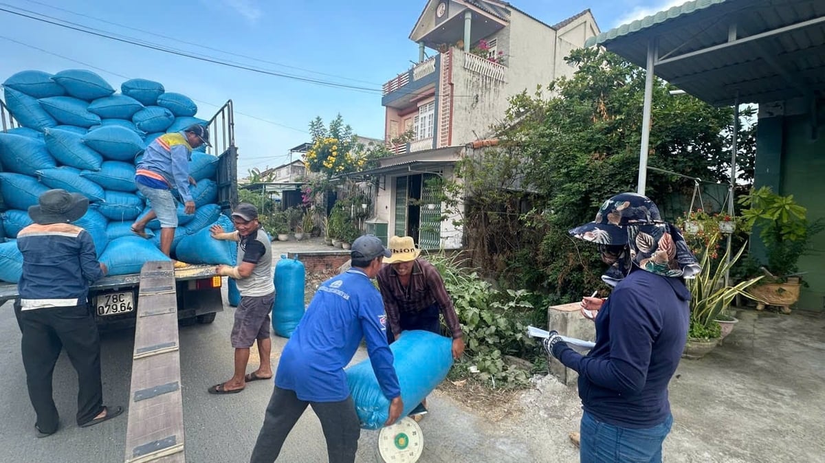 Giá lúa được thương lái thu mua thấp hơn vụ đông xuân năm trước. Ảnh: KS. Giá lúa được thương lái thu mua thấp hơn vụ đông xuân năm trước. Ảnh: KS.