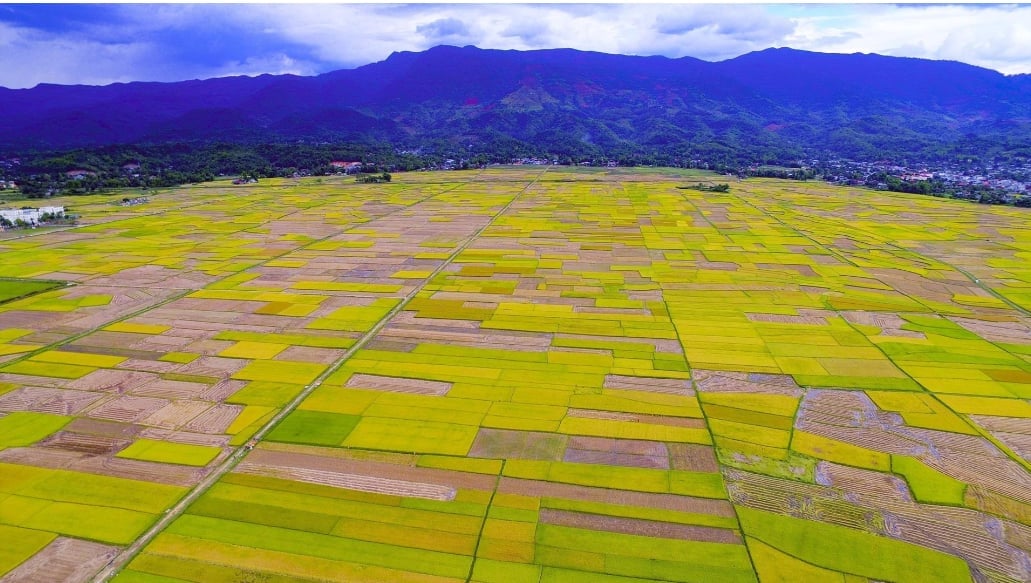 Mùa vàng trên cánh đồng Mường Thanh (Điện Biên) hôm nay. Ảnh: Xuân Tư. Mùa vàng trên cánh đồng Mường Thanh (Điện Biên) hôm nay. Ảnh: Xuân Tư.
