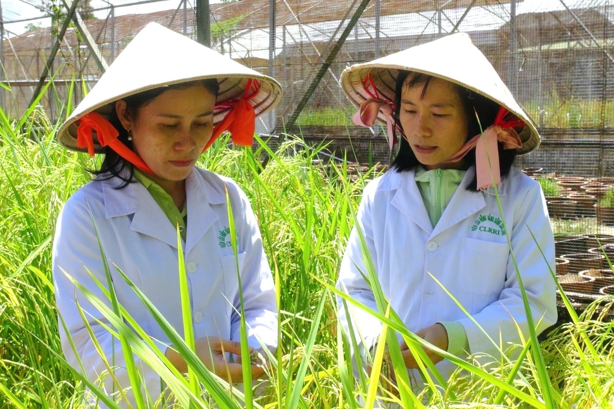 Viện Lúa ĐBSCL đang chuẩn bị triển khai nhiều kế hoạch nghiên cứu chuyên biệt phục vụ Đề án 1 triệu ha lúa chất lượng cao. Ảnh: Kim Anh. Viện Lúa ĐBSCL đang chuẩn bị triển khai nhiều kế hoạch nghiên cứu chuyên biệt phục vụ Đề án 1 triệu ha lúa chất lượng cao. Ảnh: Kim Anh.