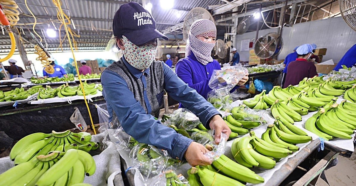 Công nhân chế biến chuối xuất khẩu tại tỉnh Long An. Ảnh: Quang Định. Công nhân chế biến chuối xuất khẩu tại tỉnh Long An. Ảnh: Quang Định.