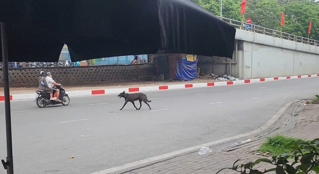 Chó thả rông chạy băng qua đường có nguy cơ gây mất an toàn giao thông. Ghi nhận tại đường Trần Khát Chân. Ảnh: Hoàng Hiền. Chó thả rông chạy băng qua đường có nguy cơ gây mất an toàn giao thông. Ghi nhận tại đường Trần Khát Chân. Ảnh: Hoàng Hiền.