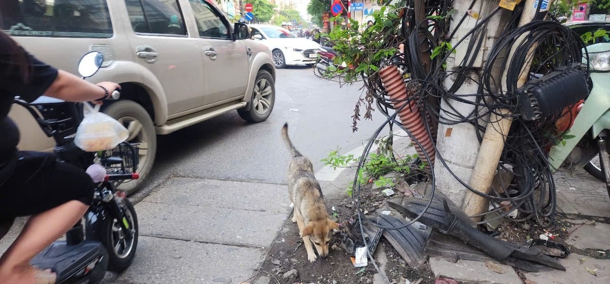 Tình trạng thả rông chó tại khu vực giao thông đông đúc tiềm ẩn nguy cơ gây tai nạn. Ghi nhận tại đường Minh Khai. Ảnh: Hoàng Hiền. Tình trạng thả rông chó tại khu vực giao thông đông đúc tiềm ẩn nguy cơ gây tai nạn. Ghi nhận tại đường Minh Khai. Ảnh: Hoàng Hiền.