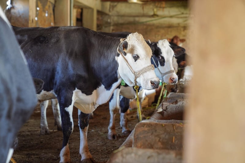 FMD is a highly contagious viral disease affecting cloven-hoofed animals, including cattle, pigs, sheep, goats, and various wild species.