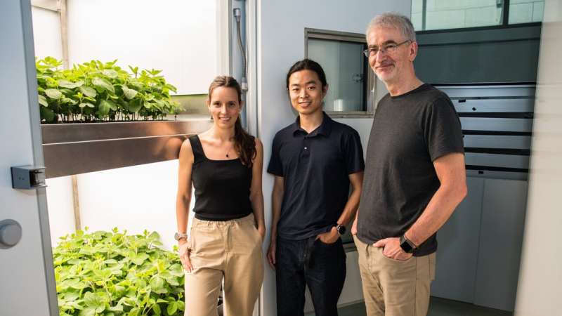 Vertical farming team, Dr. Vanesa Calvo-Baltanas, Ph.D. candidate Jooseop Park and Prof. Senthold Asseng with one of the vertical farm units dedicated to the cultivation of soybean at TUMCREATE, Singapore. Credit: Israel Tan Si Lie/TUM.