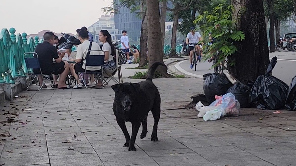 Chó thả rông trên đường ven Hồ Tây - nơi nhiều người dân tập thể dục, vui chơi... Ảnh: Hoàng Hiền. Chó thả rông trên đường ven Hồ Tây - nơi nhiều người dân tập thể dục, vui chơi... Ảnh: Hoàng Hiền.