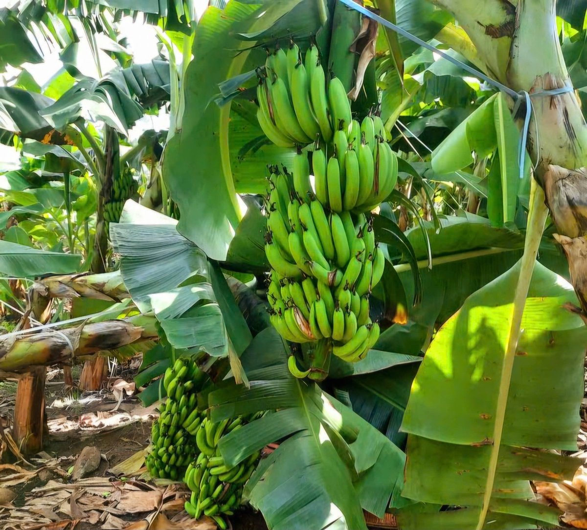 Vườn chuối của gia đình ông Minh đã bị kẻ gian chặt phá hàng loạt trong đêm, gây thiệt hại nặng nề khi chuối đang vào vụ thu hoạch. Ảnh: Hoàng Phúc. Vườn chuối của gia đình ông Minh đã bị kẻ gian chặt phá hàng loạt trong đêm, gây thiệt hại nặng nề khi chuối đang vào vụ thu hoạch. Ảnh: Hoàng Phúc.