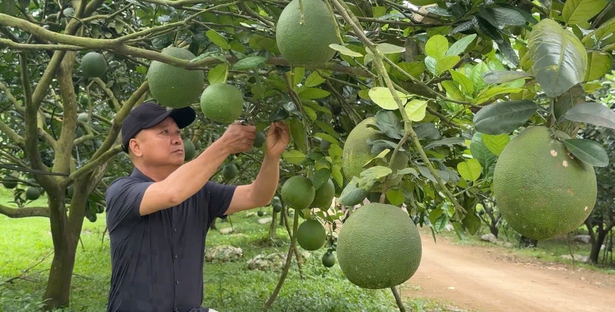 Những năm tới, HTX nông nghiệp Gia Phúc đang hướng mục tiêu 1.000 tấn sản phẩm. Ảnh: Ánh Nguyệt. Những năm tới, HTX nông nghiệp Gia Phúc đang hướng mục tiêu 1.000 tấn sản phẩm. Ảnh: Ánh Nguyệt.