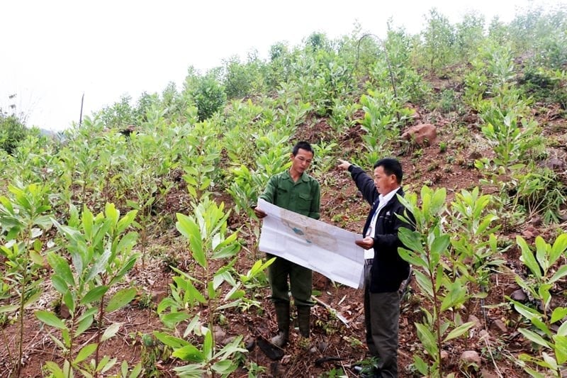 Bộ Nông nghiệp và Môi trường đề xuất sửa đổi quy định về trình tự thủ tục giao đất không thu tiền sử dụng đất đồng thời với giao rừng. Ảnh minh họa. Bộ Nông nghiệp và Môi trường đề xuất sửa đổi quy định về trình tự thủ tục giao đất không thu tiền sử dụng đất đồng thời với giao rừng. Ảnh minh họa.