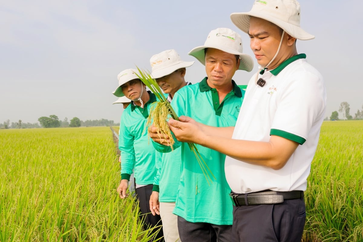 Đây được xem là mô hình tiên phong, góp phần quan trọng trong việc hiện thực hóa mục tiêu phát triển nông nghiệp bền vững và thích ứng với biến đổi khí hậu tại vùng ĐBSCL. Ảnh: Lê Hoàng Vũ. Đây được xem là mô hình tiên phong, góp phần quan trọng trong việc hiện thực hóa mục tiêu phát triển nông nghiệp bền vững và thích ứng với biến đổi khí hậu tại vùng ĐBSCL. Ảnh: Lê Hoàng Vũ.