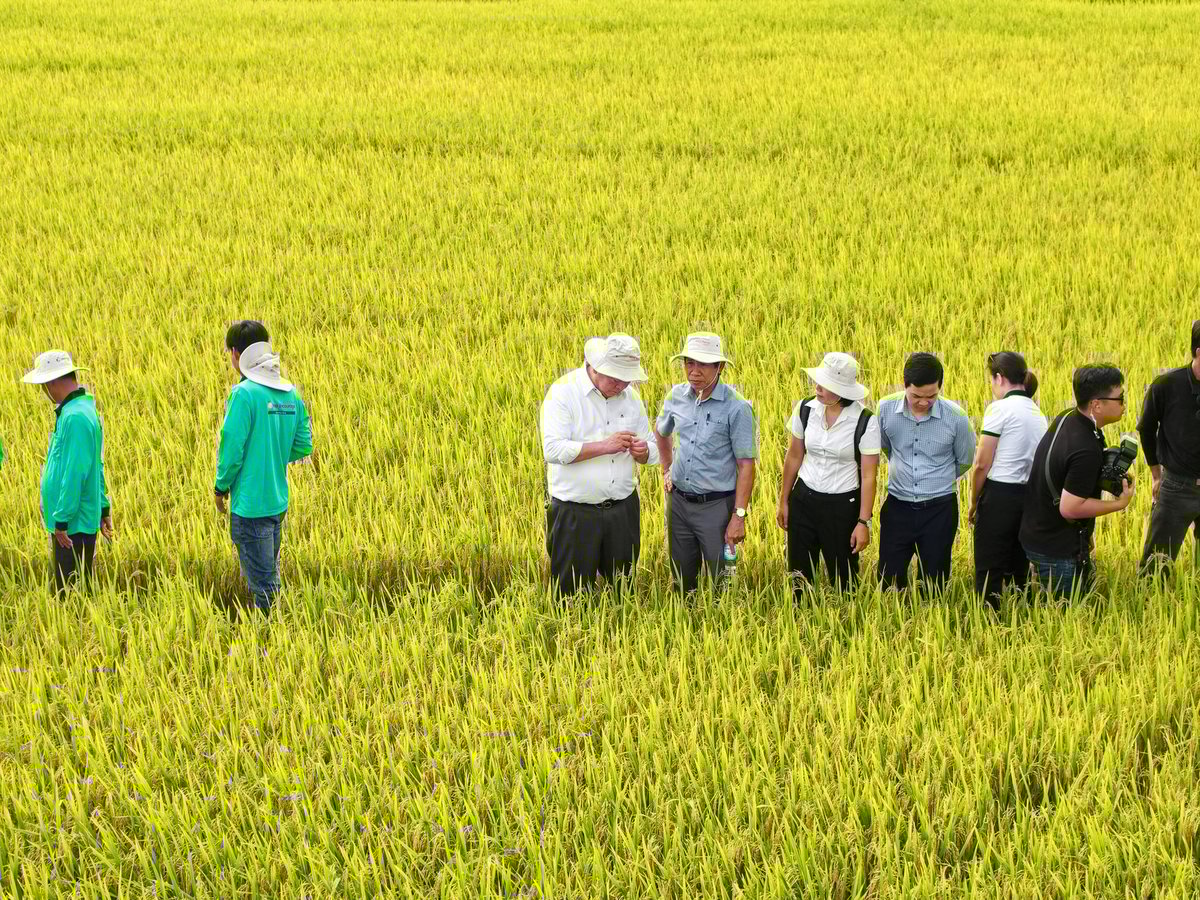Mô hình thu hút hơn 300 nông dân trong khu vực đến tham quan. Ảnh: Lê Hoàng Vũ. Mô hình thu hút hơn 300 nông dân trong khu vực đến tham quan. Ảnh: Lê Hoàng Vũ.