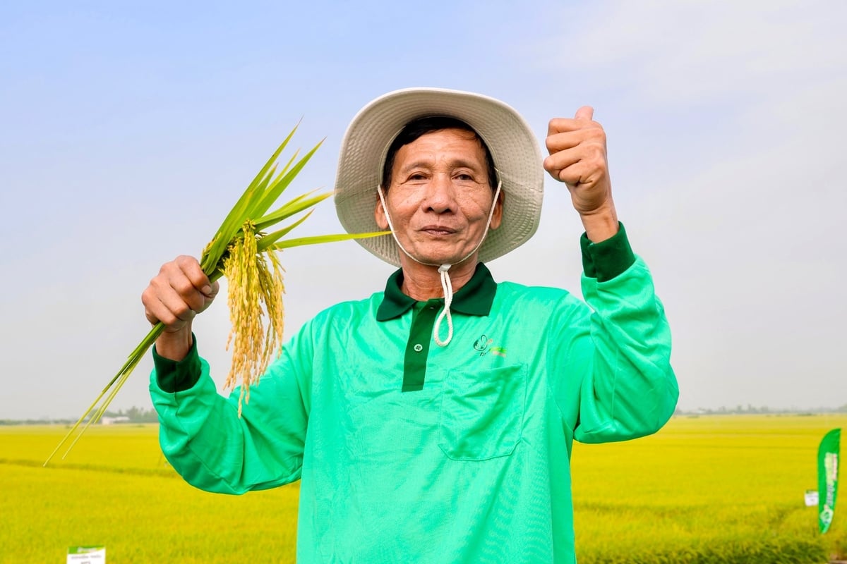 Theo đánh giá sơ bộ, ruộng áp dụng quy trình của Công ty Map Pacific Singapore thu được lợi nhuận cao hơn gần 10 triệu đồng/ha so với ruộng đối chứng chỉ sử dụng thuốc hóa học truyền thống. Ảnh: Lê Hoàng Vũ. Theo đánh giá sơ bộ, ruộng áp dụng quy trình của Công ty Map Pacific Singapore thu được lợi nhuận cao hơn gần 10 triệu đồng/ha so với ruộng đối chứng chỉ sử dụng thuốc hóa học truyền thống. Ảnh: Lê Hoàng Vũ.