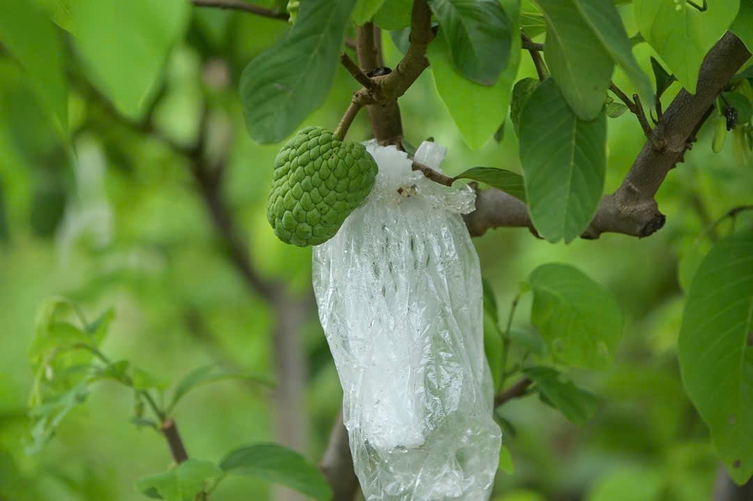 Na Mai Sơn đã thật sự trở thành loại 'cây đổi đời' cho người dân Mai Sơn. Ảnh: Đức Bình. Na Mai Sơn đã thật sự trở thành loại 'cây đổi đời' cho người dân Mai Sơn. Ảnh: Đức Bình.