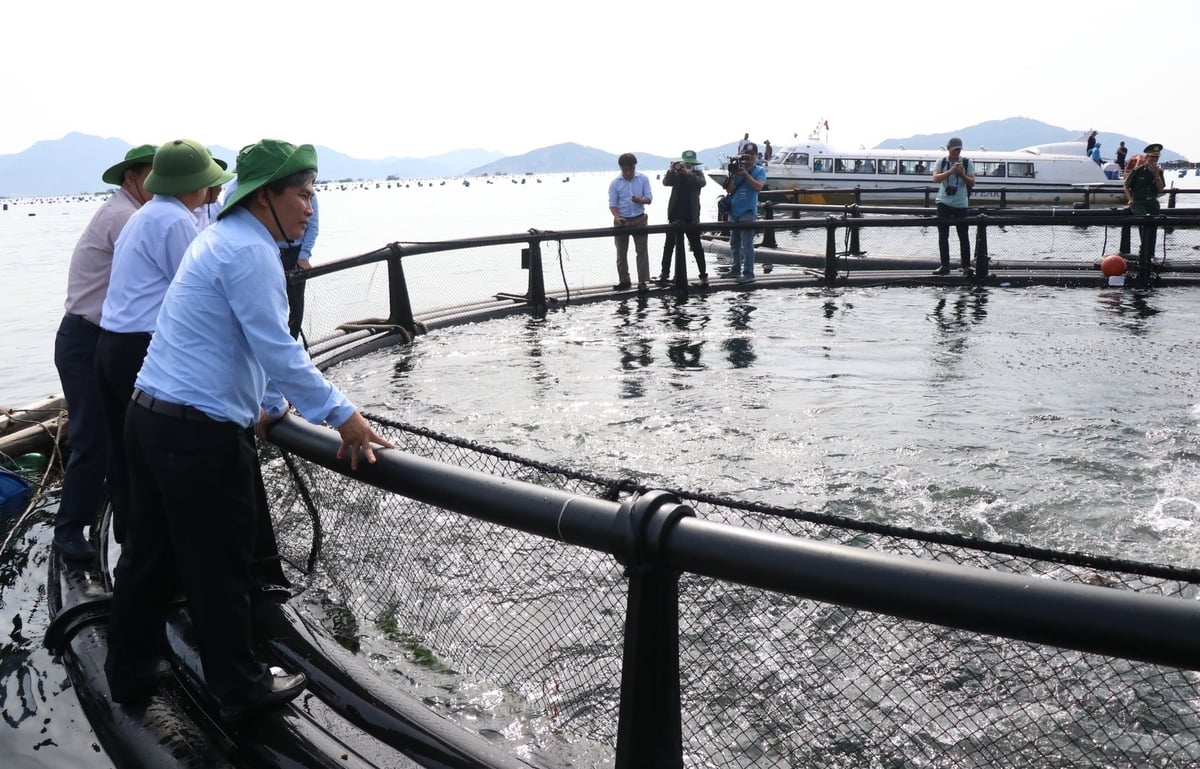 Việc ứng dụng khoa học kỹ thuật vào nuôi biển đang được các địa phương chú trọng để gia tăng hiệu quả. Ảnh: Phương Chi. Việc ứng dụng khoa học kỹ thuật vào nuôi biển đang được các địa phương chú trọng để gia tăng hiệu quả. Ảnh: Phương Chi.