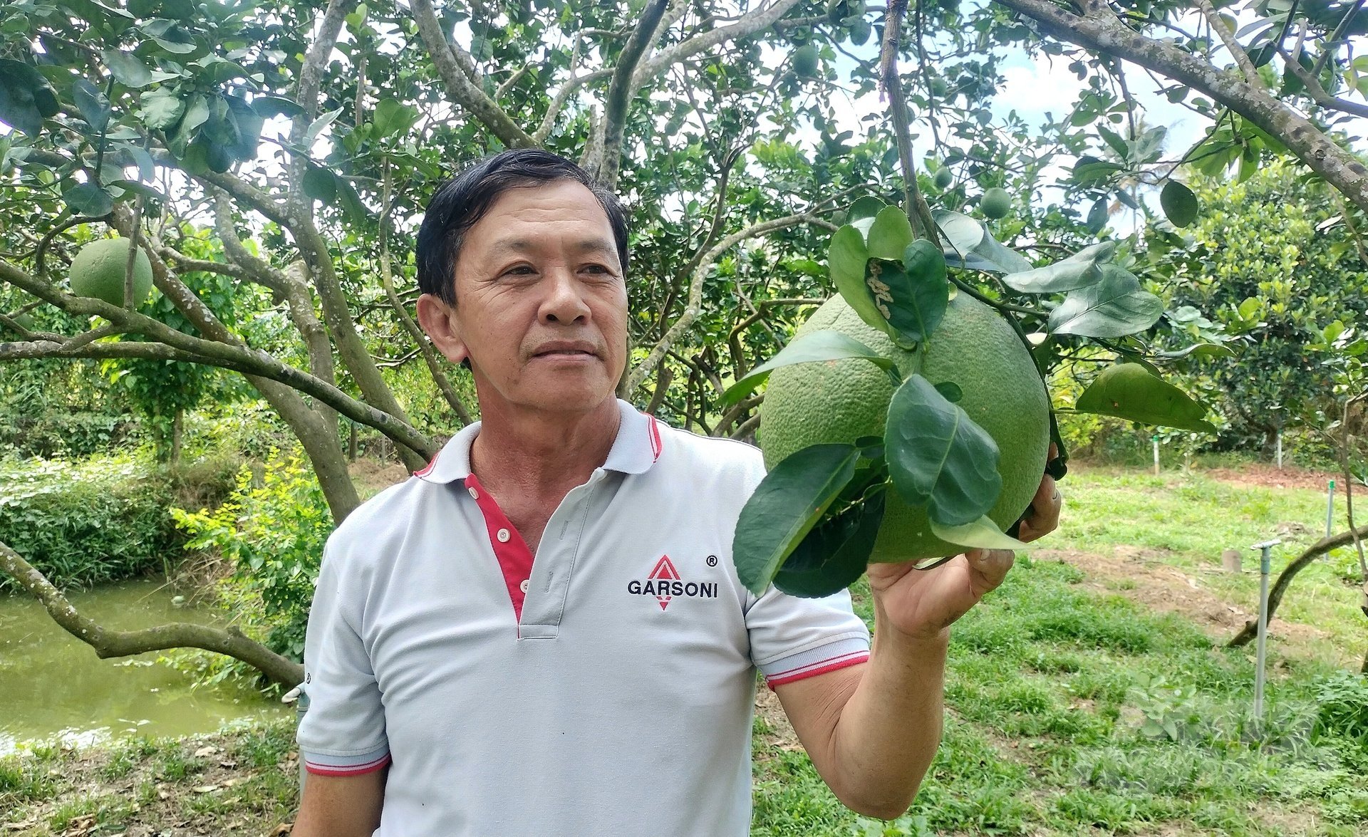 Nhà vườn trồng bưởi da xanh đạt chuẩn VietGAP, Global GAP để xuất khẩu. Ảnh: Minh Đảm. Nhà vườn trồng bưởi da xanh đạt chuẩn VietGAP, Global GAP để xuất khẩu. Ảnh: Minh Đảm.
