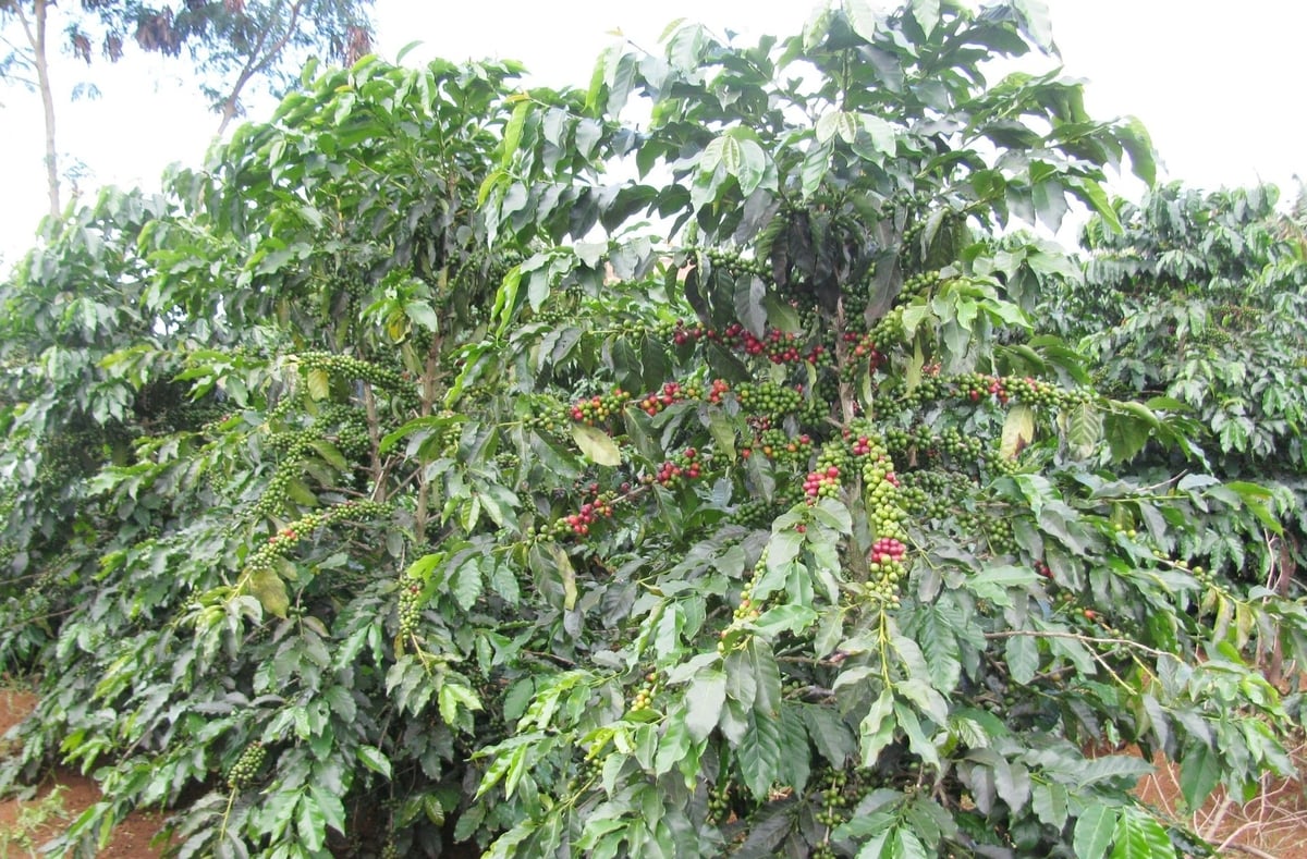 Giống cà phê chè TN2 được WASI chọn tạo và đã đưa vào sản xuất. Ảnh: PC. Giống cà phê chè TN2 được WASI chọn tạo và đã đưa vào sản xuất. Ảnh: PC.