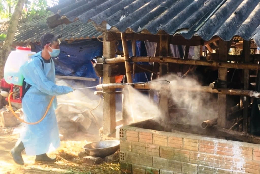 Tiêu độc, khử trùng chuồng trại chăn nuôi ở Quảng Ngãi. Ảnh: Lan Anh. Tiêu độc, khử trùng chuồng trại chăn nuôi ở Quảng Ngãi. Ảnh: Lan Anh.