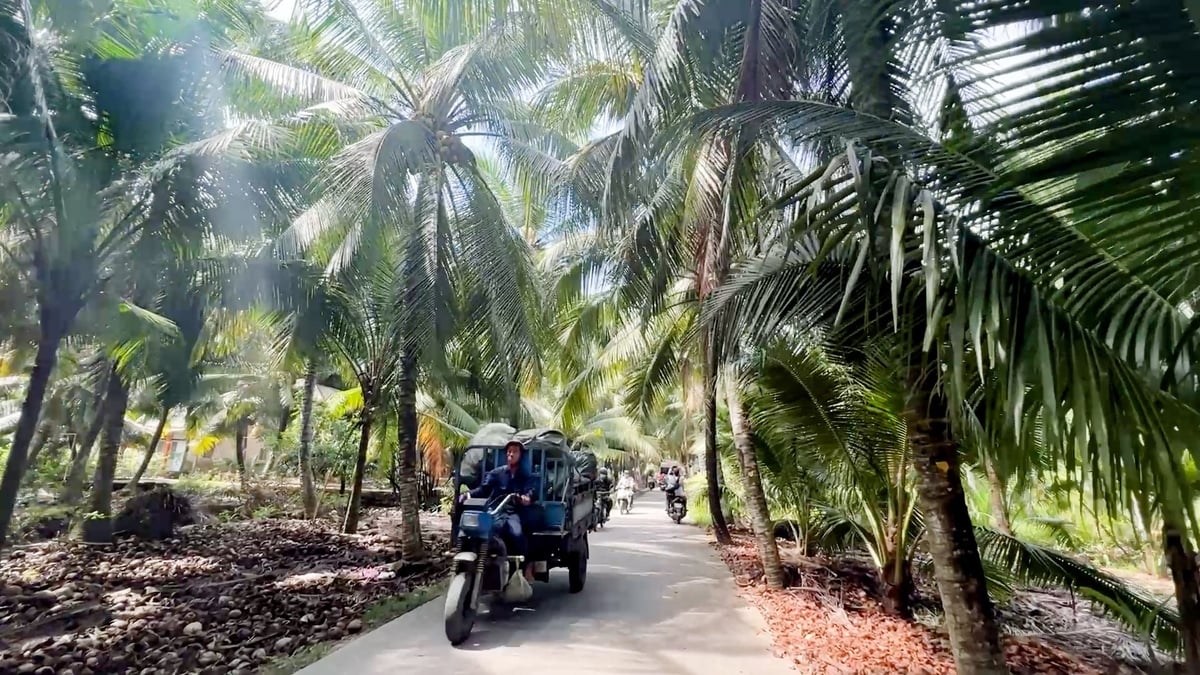 Mặc dù giá dừa tăng cao nhưng sản lượng dừa lại giảm mạnh, thương lái phải săn tìm đến tận vườn để thu mua. Ảnh: Minh Sáng. Mặc dù giá dừa tăng cao nhưng sản lượng dừa lại giảm mạnh, thương lái phải săn tìm đến tận vườn để thu mua. Ảnh: Minh Sáng.