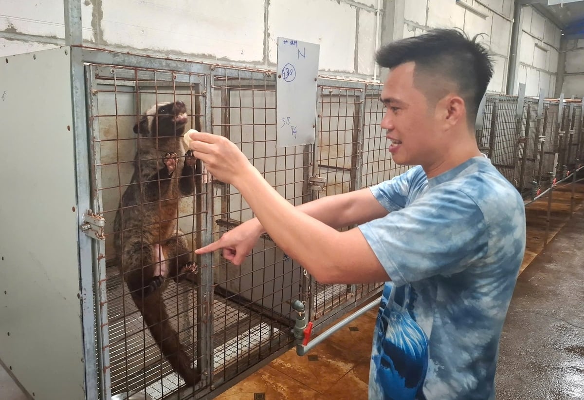 Theo anh Nguyễn Văn Hiếu, nuôi cầy hương đòi hỏi người chăm sóc phải luôn sát sao với đàn. Ảnh: Trung Quân. Theo anh Nguyễn Văn Hiếu, nuôi cầy hương đòi hỏi người chăm sóc phải luôn sát sao với đàn. Ảnh: Trung Quân.