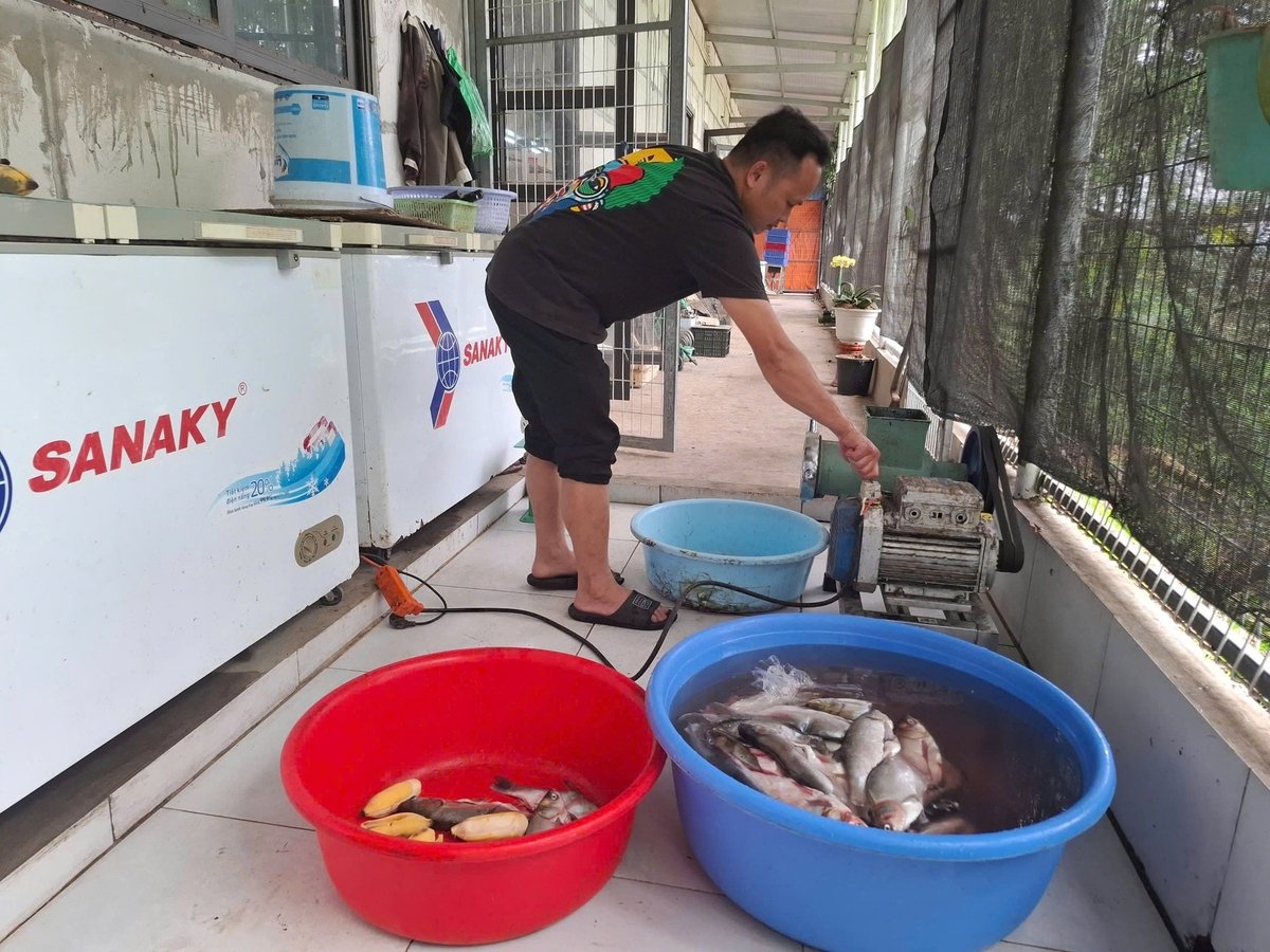 Tận dụng nguồn thức ăn tự nhiên sẽ giúp cầy hương thương phẩm có chất lượng thịt thơm ngon hơn. Ảnh: Trung Quân. Tận dụng nguồn thức ăn tự nhiên sẽ giúp cầy hương thương phẩm có chất lượng thịt thơm ngon hơn. Ảnh: Trung Quân.