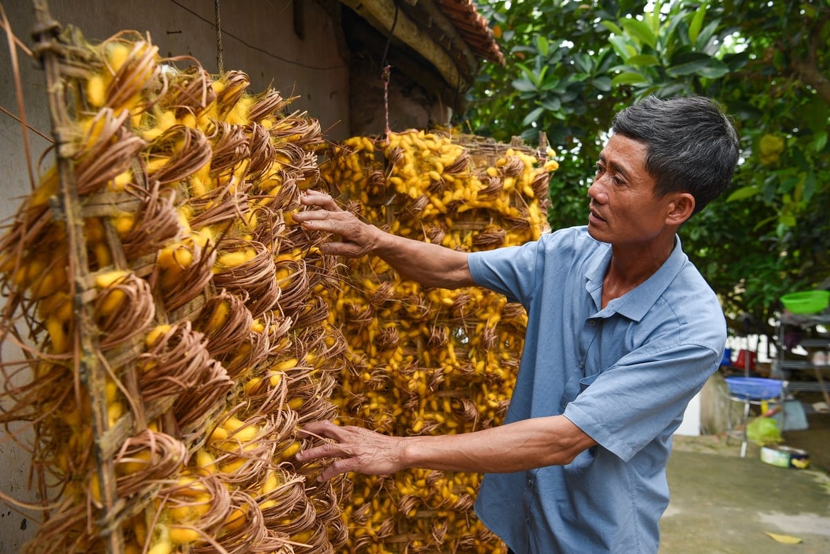 Anh Trần Văn Thịnh đang kiểm tra kén. Ảnh: Dương Đình Tường. Anh Trần Văn Thịnh đang kiểm tra kén. Ảnh: Dương Đình Tường.