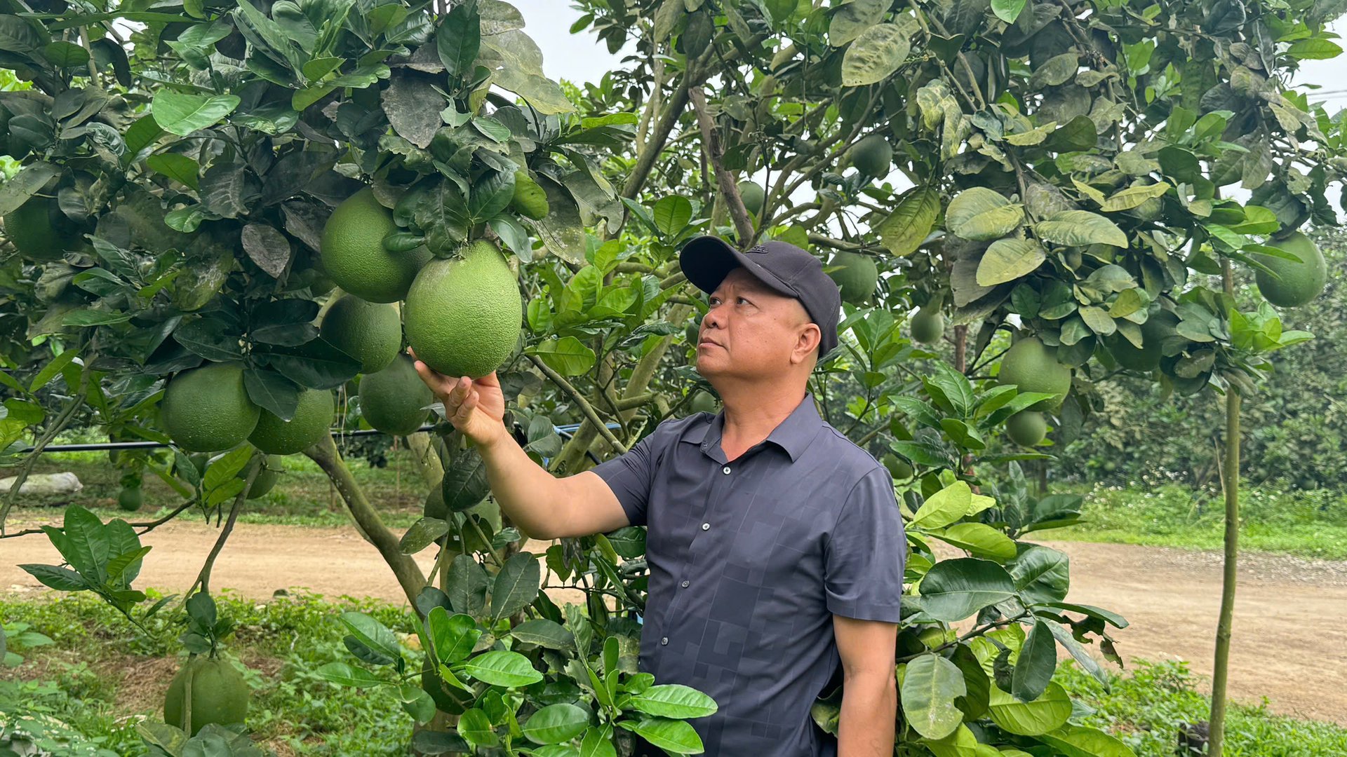 Trang trại cây ăn quả hữu cơ của HTX nông nghiệp Gia Phúc. Ảnh: Ánh Nguyệt. Trang trại cây ăn quả hữu cơ của HTX nông nghiệp Gia Phúc. Ảnh: Ánh Nguyệt.