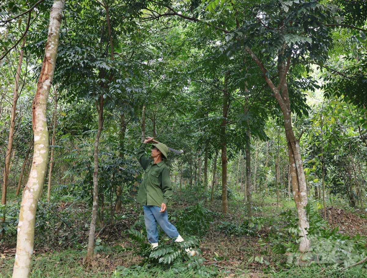 30ha cây lim xanh do gia đình anh Hường nhận trồng và chăm sóc đều phát triển tốt vì được phát thực bì và tải cành thường xuyên. Ảnh: Thanh Tâm 30ha cây lim xanh do gia đình anh Hường nhận trồng và chăm sóc đều phát triển tốt vì được phát thực bì và tải cành thường xuyên. Ảnh: Thanh Tâm