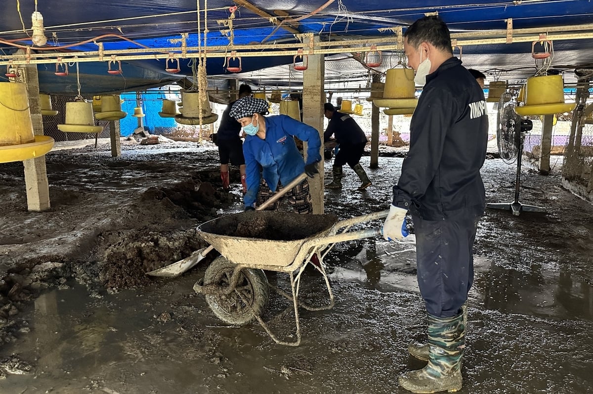 Xử lý chất thải chăn nuôi sau trận lũ lịch sử do hoàn lưu cơn bão số 3 gây ra, năm 2024. Ảnh: Quang Linh. Xử lý chất thải chăn nuôi sau trận lũ lịch sử do hoàn lưu cơn bão số 3 gây ra, năm 2024. Ảnh: Quang Linh.
