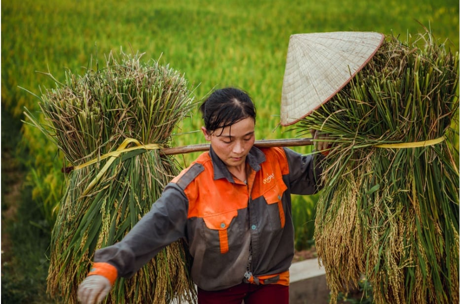 Mùa gặt. Ảnh: Thái Nguyễn. Mùa gặt. Ảnh: Thái Nguyễn.