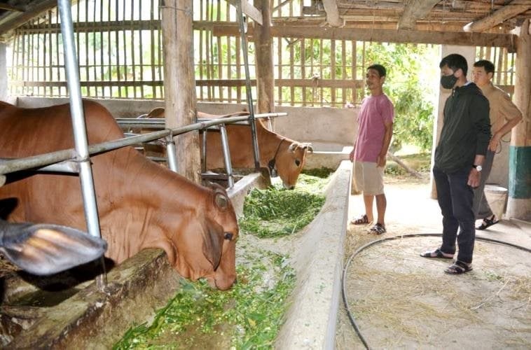 Mô hình chăn nuôi bò của nông dân huyện Mường Ảng. Ảnh: Trần Hương. Mô hình chăn nuôi bò của nông dân huyện Mường Ảng. Ảnh: Trần Hương.