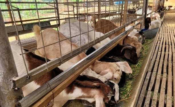 Các mô hình chăn nuôi đã đem lại thu nhập ổn định cho nông dân Điện Biên. Ảnh: Trần Hương. Các mô hình chăn nuôi đã đem lại thu nhập ổn định cho nông dân Điện Biên. Ảnh: Trần Hương.