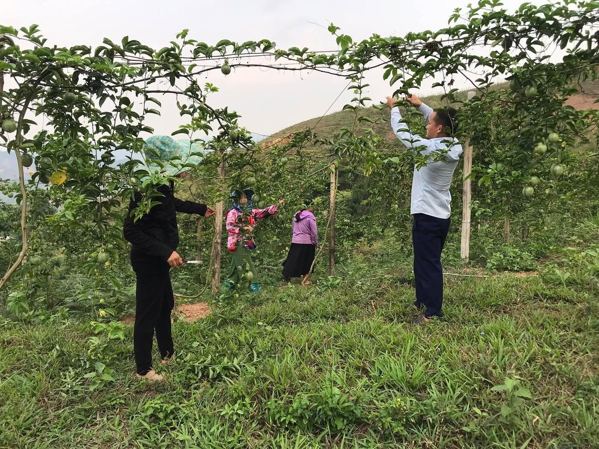 Cây chanh leo đang chuẩn bị cho thu hoạch của nông dân xã Si Pa Phìn, huyện Nậm Pồ. Ảnh: Trần Hương. Cây chanh leo đang chuẩn bị cho thu hoạch của nông dân xã Si Pa Phìn, huyện Nậm Pồ. Ảnh: Trần Hương.